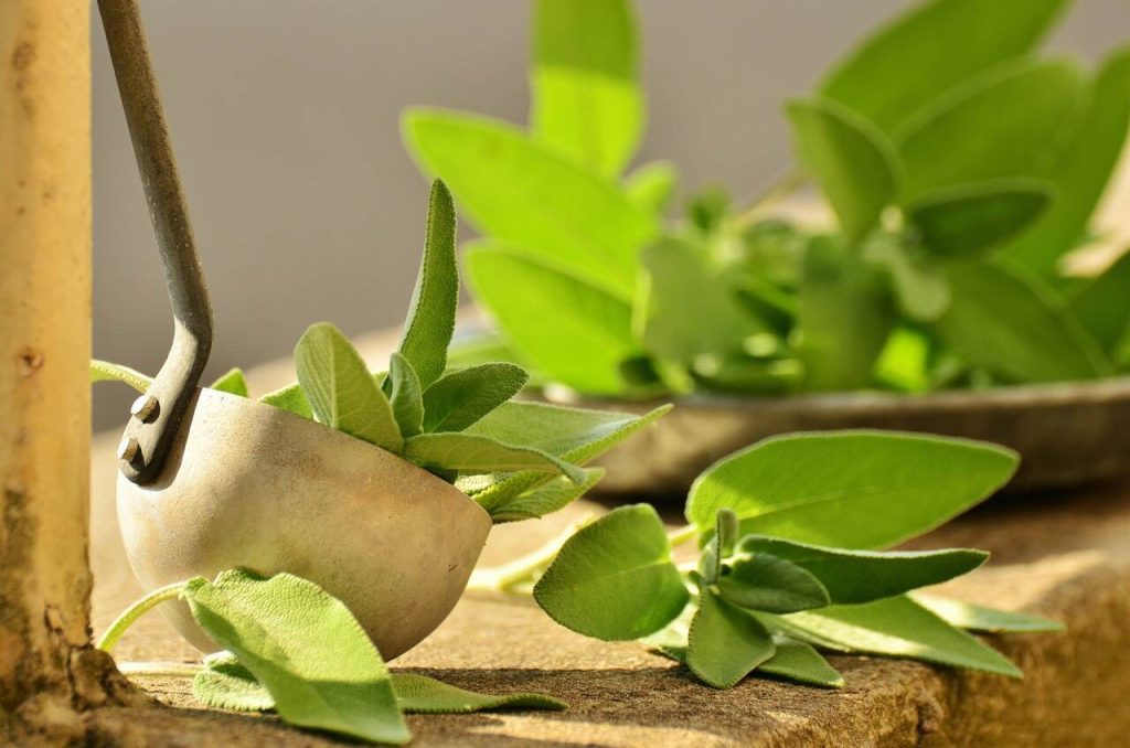 sage leaves